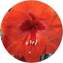 Anne Delabbaye profile picture